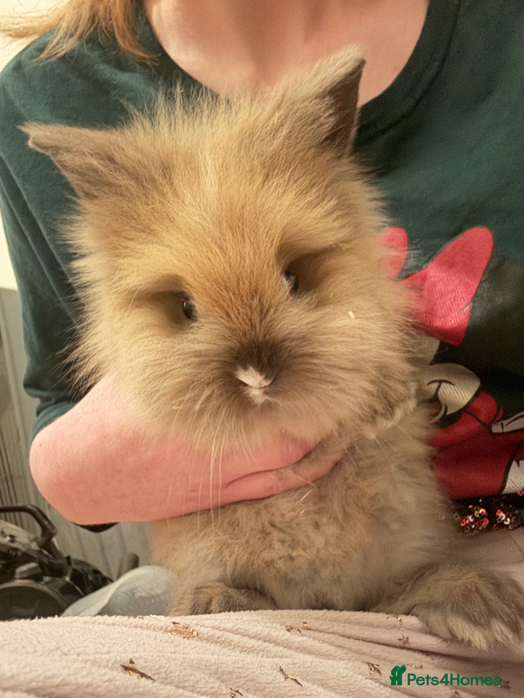 Lionhead rabbits for sale: Baby lionhead rabbits  - Advert 3