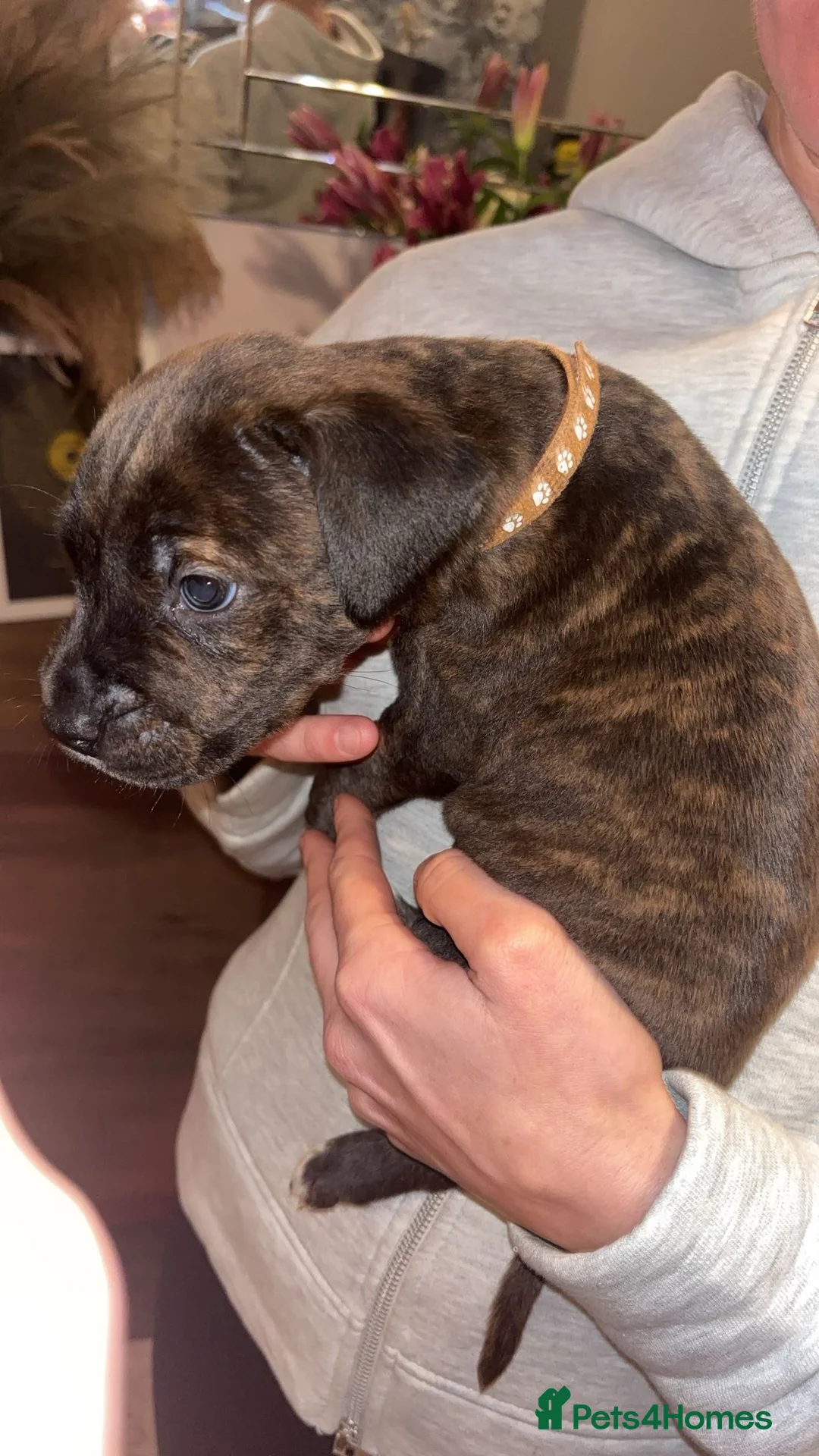 Mixed Breed dogs for sale: Stunning Cane Corso x Presa Canario Puppies  - Advert 5