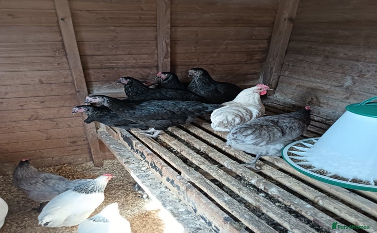Chickens poultry - Advert 2