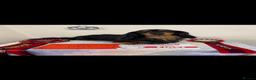 Dachshund dogs for stud: Quality miniature long hair dachshund for stud  in Saint Austell - Advert 11