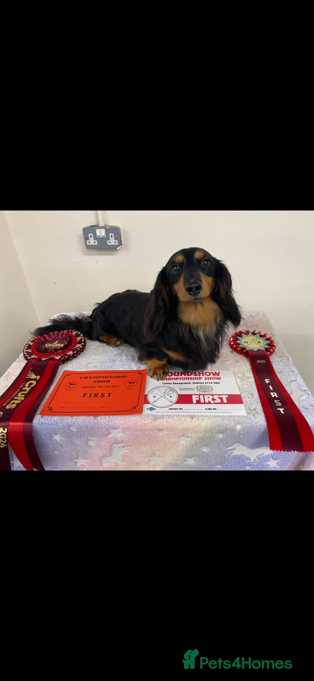 Dachshund dogs for stud: Quality miniature long hair dachshund for stud  in Saint Austell - Advert 11