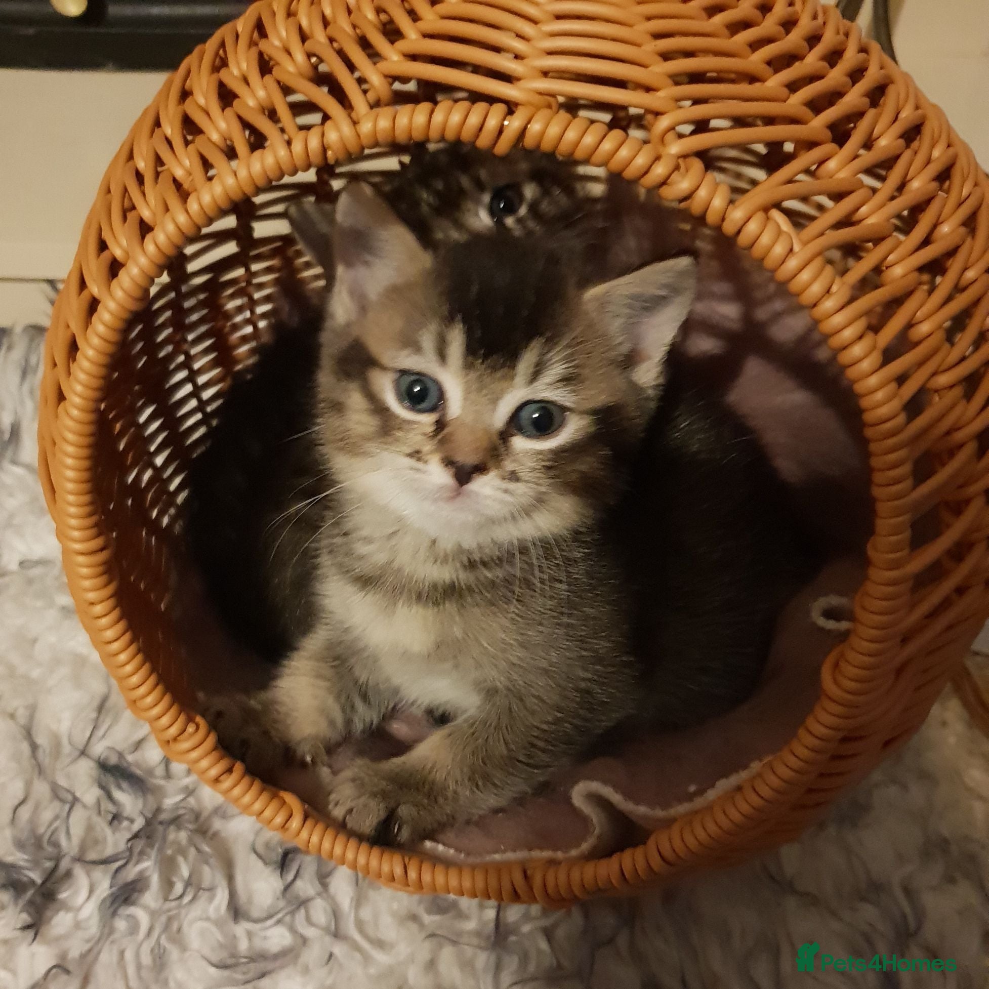 Mixed Breed cats Ragdoll X Scottish Straight Kittens - Advert 10