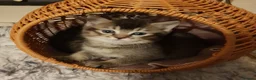 Mixed Breed cats for sale: Ragdoll X Scottish Straight Kittens in North Shields - Advert 1