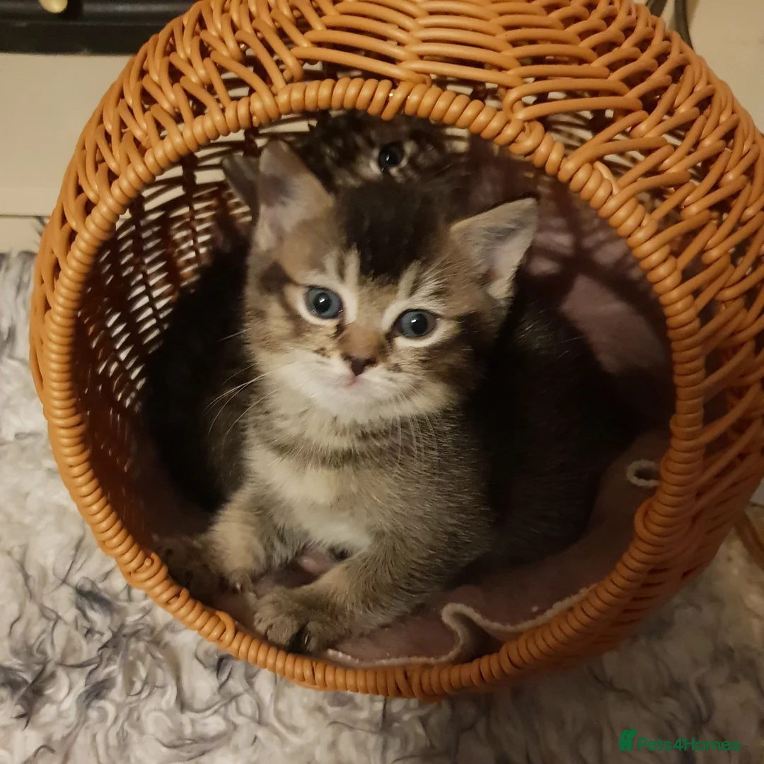 Mixed Breed cats for sale: Ragdoll X Scottish Straight Kittens in North Shields - Advert 1