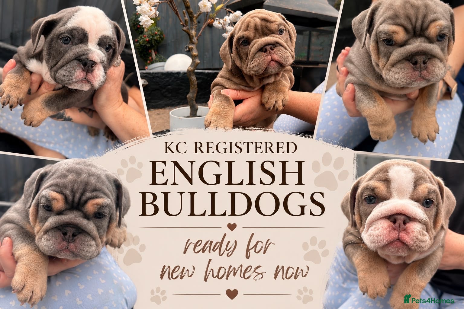 English Bulldog dogs Winnie’s amazing litter of 6 beautiful babies - Advert 2