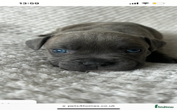 Mixed Breed dogs for sale: Bluey the beautiful boy  - Image 6
