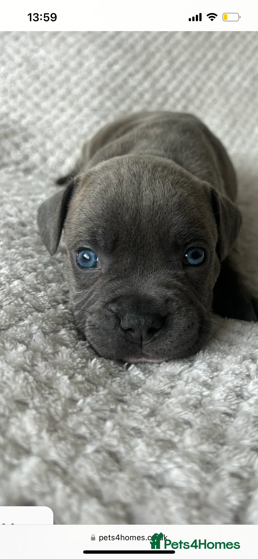 Mixed Breed dogs for sale: Bluey the beautiful boy  - Image 6