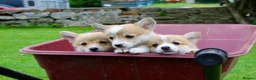 Welsh Corgi Pembroke dogs for sale: Pembroke corgi pups - Advert 11