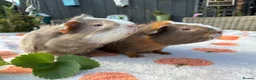 Guinea Pig rodents for sale: 2 baby male guinea pigs 8 weeks old  - Advert 2