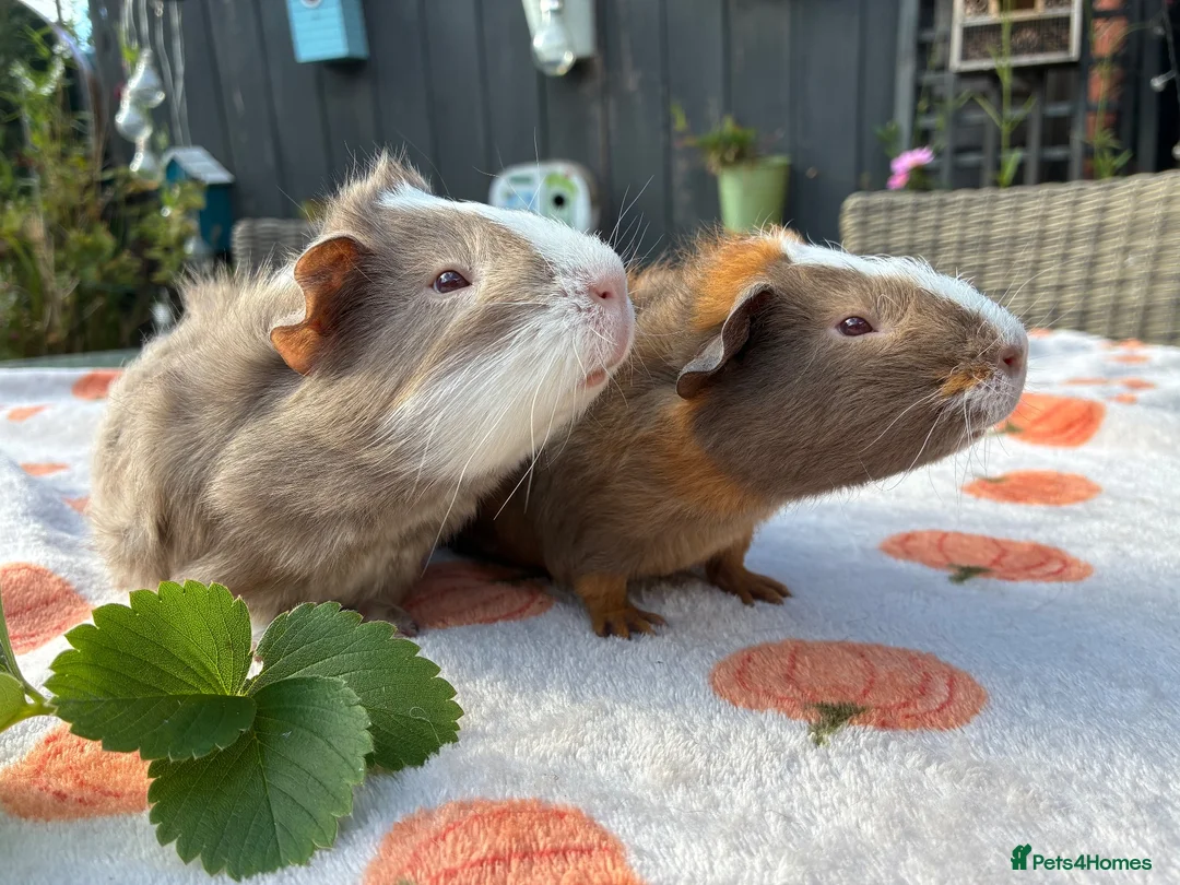 Guinea Pig rodents for sale: 2 baby male guinea pigs 8 weeks old  - Advert 2