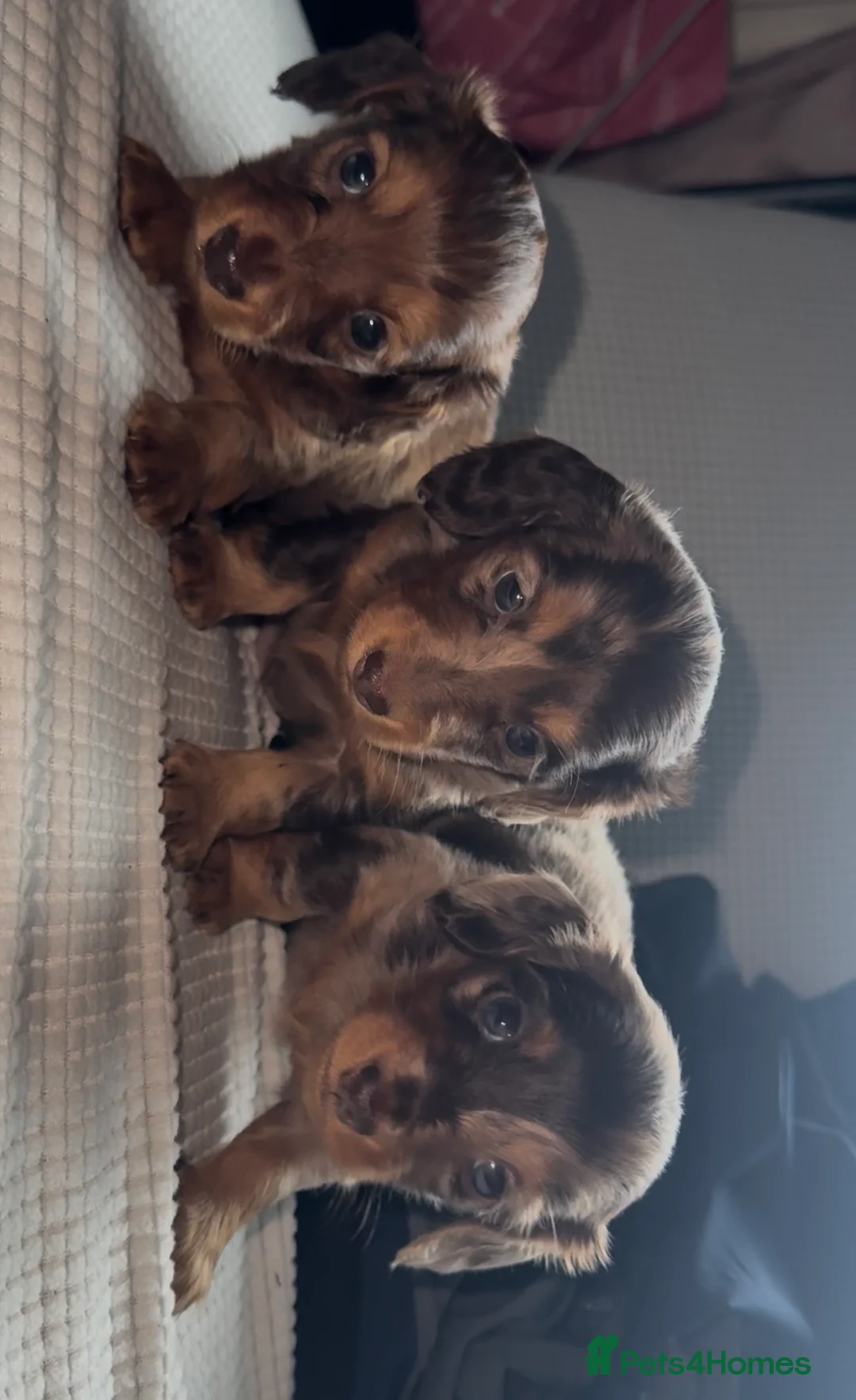 Miniature Dachshund dogs for sale: BEAUTIFUL LONG HAIRED MINIATURE DACHSHUNDS KC REG - Advert 2
