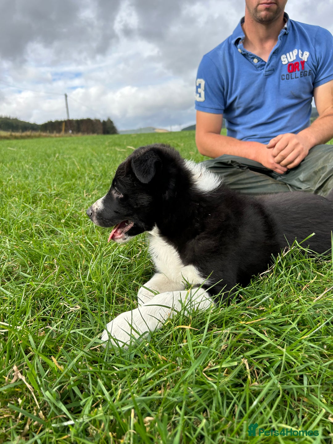 Border Collie dogs for sale: ⭐️ Border Collie Puppies ⭐️ - Image 19