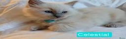 Ragdoll cats for sale: 6 Adorable 1/2 Pedigree Ragdoll Kittens 💗  - Advert 1