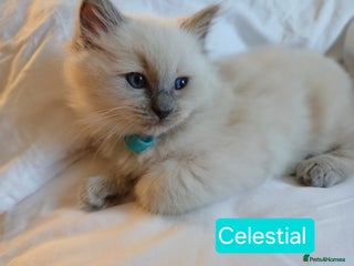 Ragdoll cats 6 Adorable 1/2 Pedigree Ragdoll Kittens💗🎄💗 - Advert 10