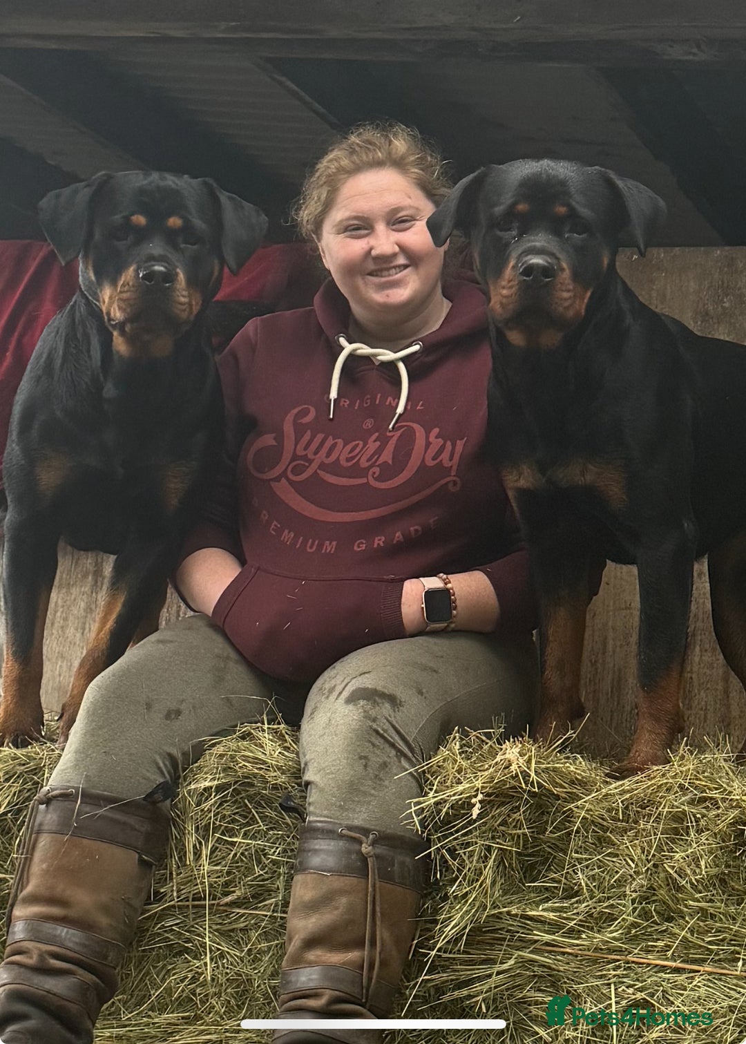 Rottweiler dogs for sale: KC Registered German Rottweiler Puppies - Image 15