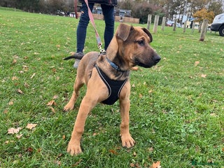 Belgian Shepherd Dog dogs ENVI 💥 BERRY 2 - Advert 3