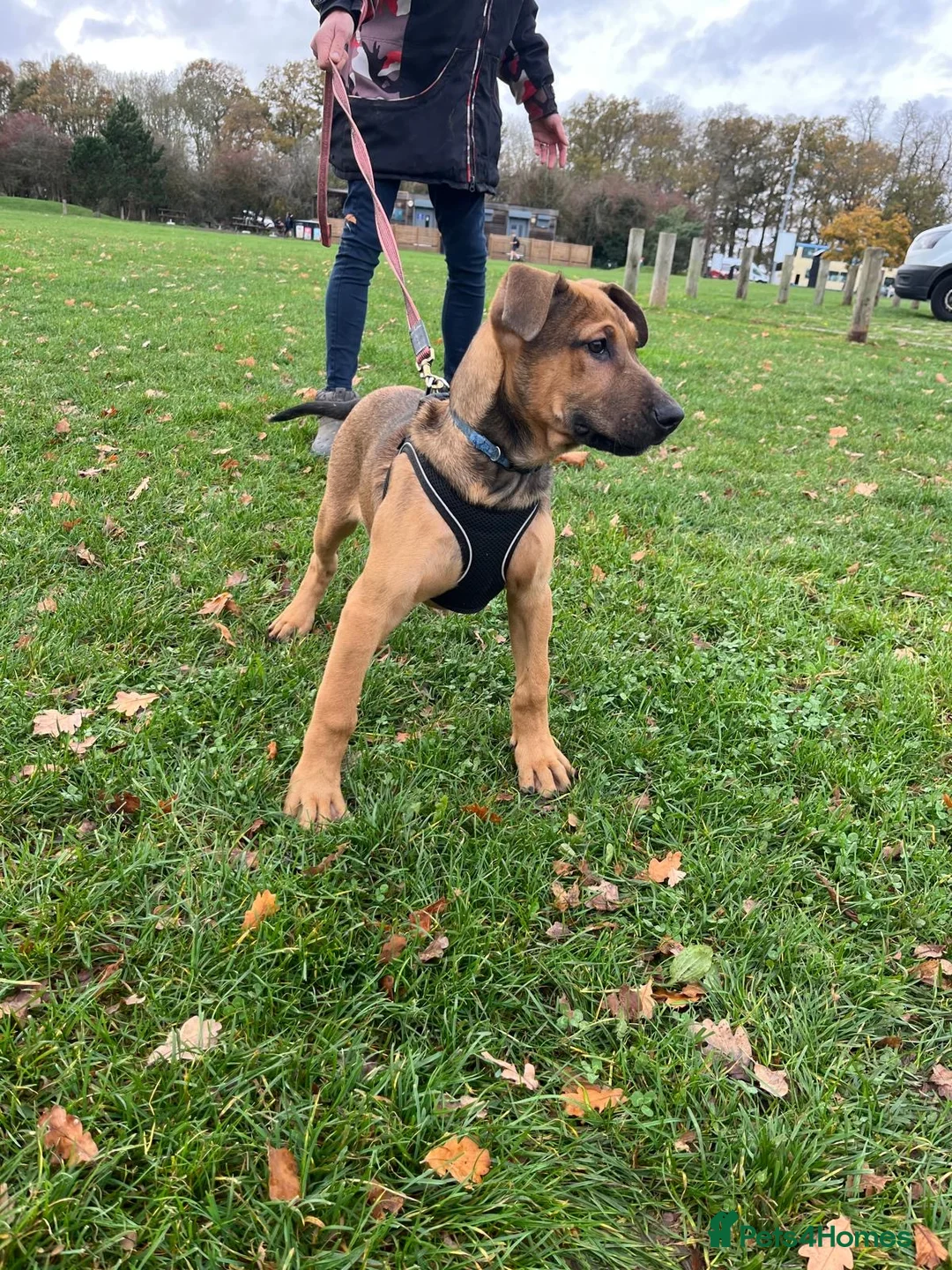 Belgian Shepherd Dog dogs for sale: ENVI 💥 BERRY 2 - Advert 6