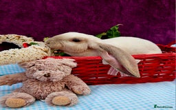 Mini Lop rabbits for sale: Baby velveteen lops & adult mini rex  - Image 3