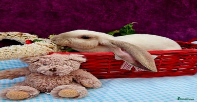 Mini Lop rabbits - Advert 4