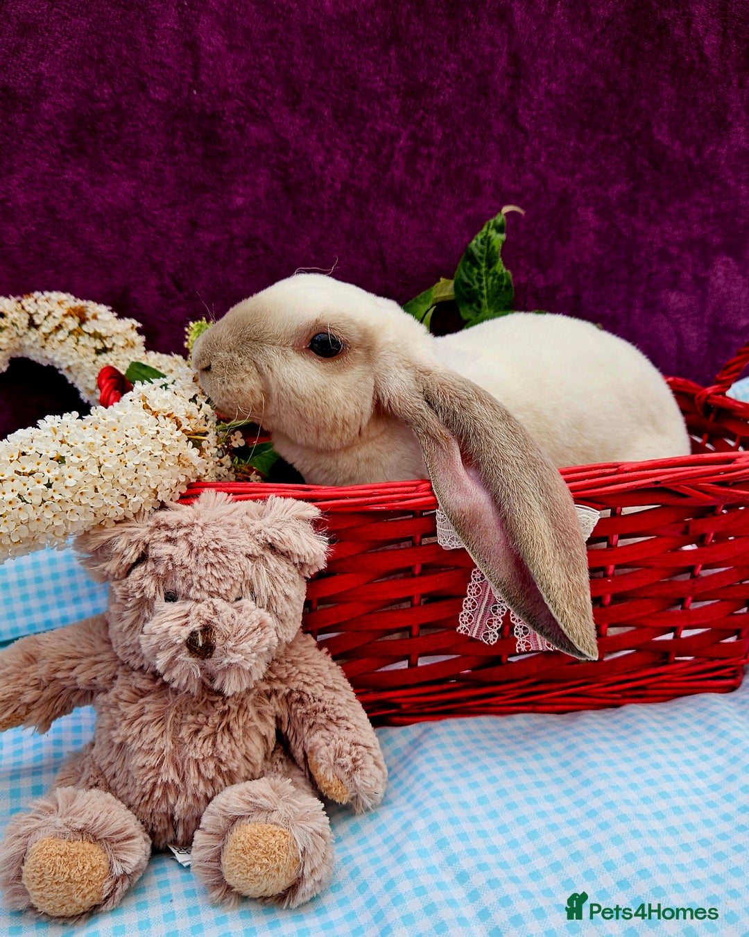 Mini Lop rabbits for sale: Baby velveteen lops & adult mini rex  - Image 3