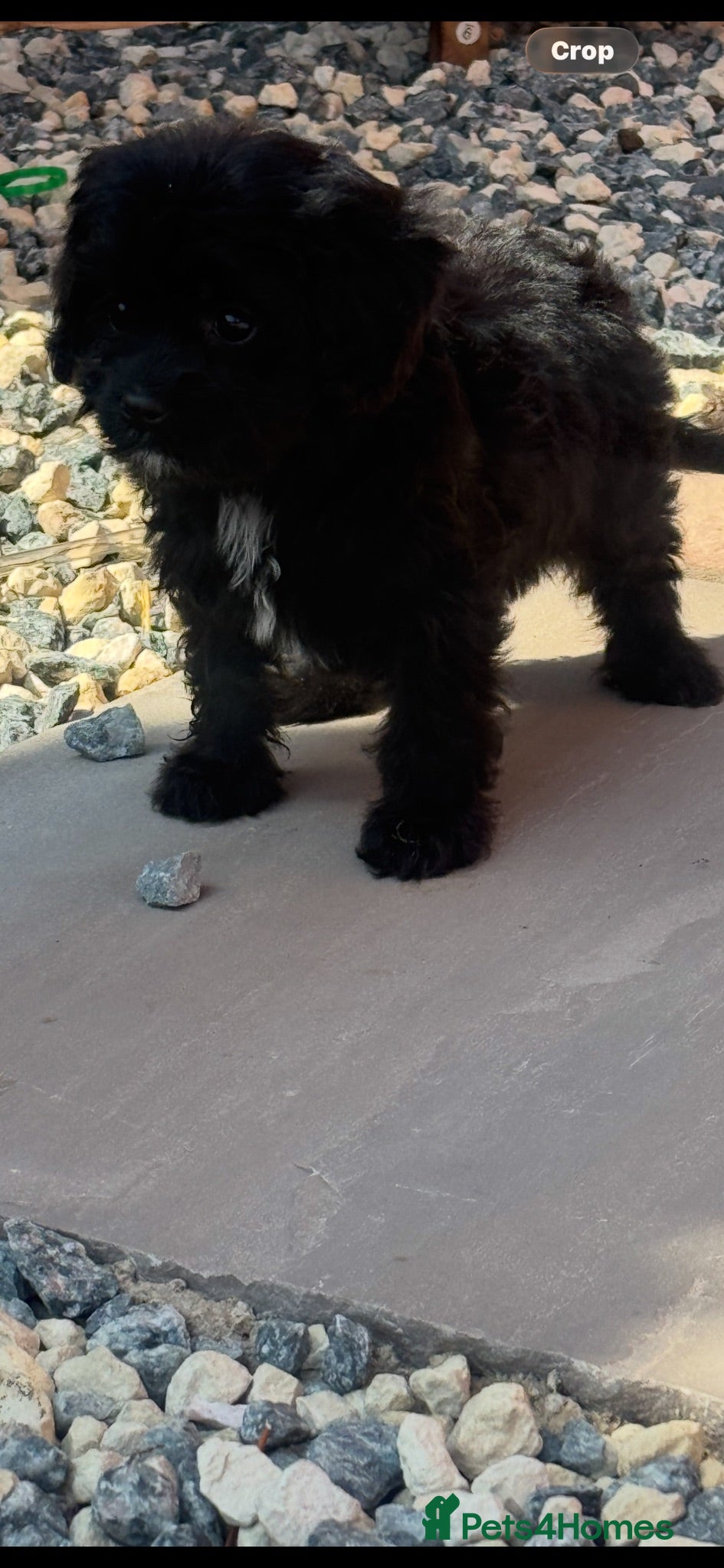 Cavapoo dogs READY NOW!!!Beautiful Cavapooh’s  - Advert 1