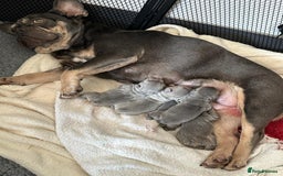 French Bulldog dogs for stud: NEW SHADE ISABELLA health tested  in Hastings - Image 14