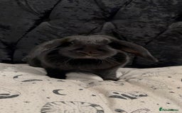Mini Lop rabbits for sale: Rabbits to rehome - Image 3