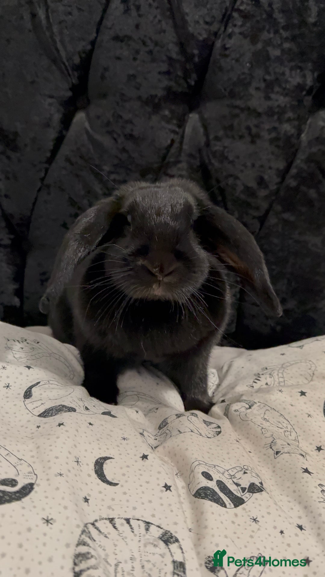 Mini Lop rabbits for sale: Rabbits to rehome - Image 3