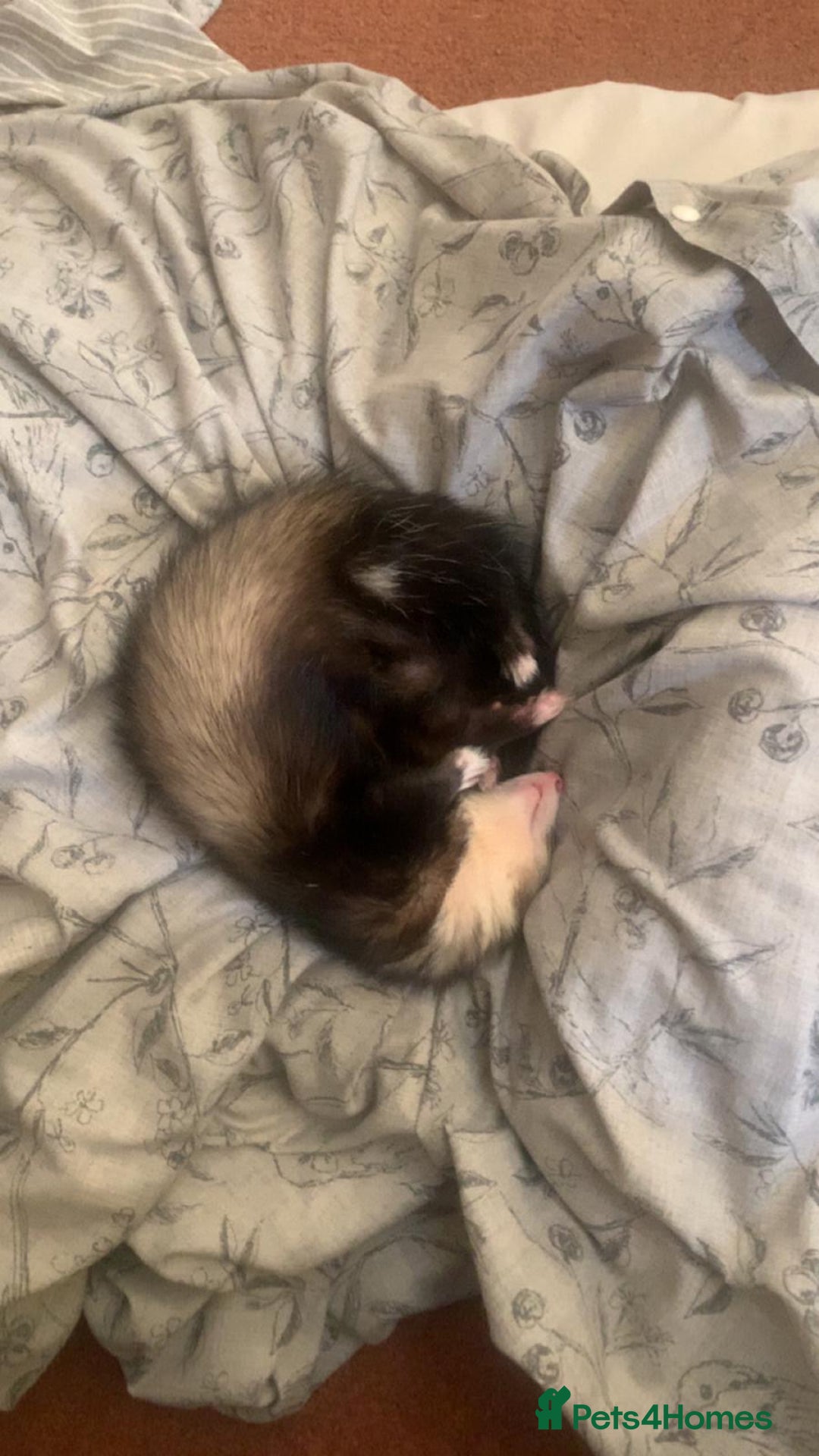 Ferret rodents for sale: Friendly cute ferret looking for a good home  - Advert 2