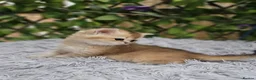 British Shorthair cats for sale: 💖 3 Stunning Golden Kittens 💖  in Bruton - Advert 12