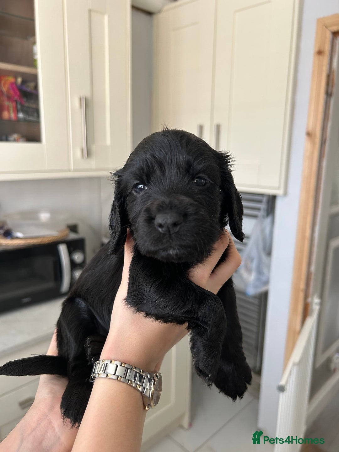 Cocker Spaniel dogs for sale: Cocker spaniels - Image 14