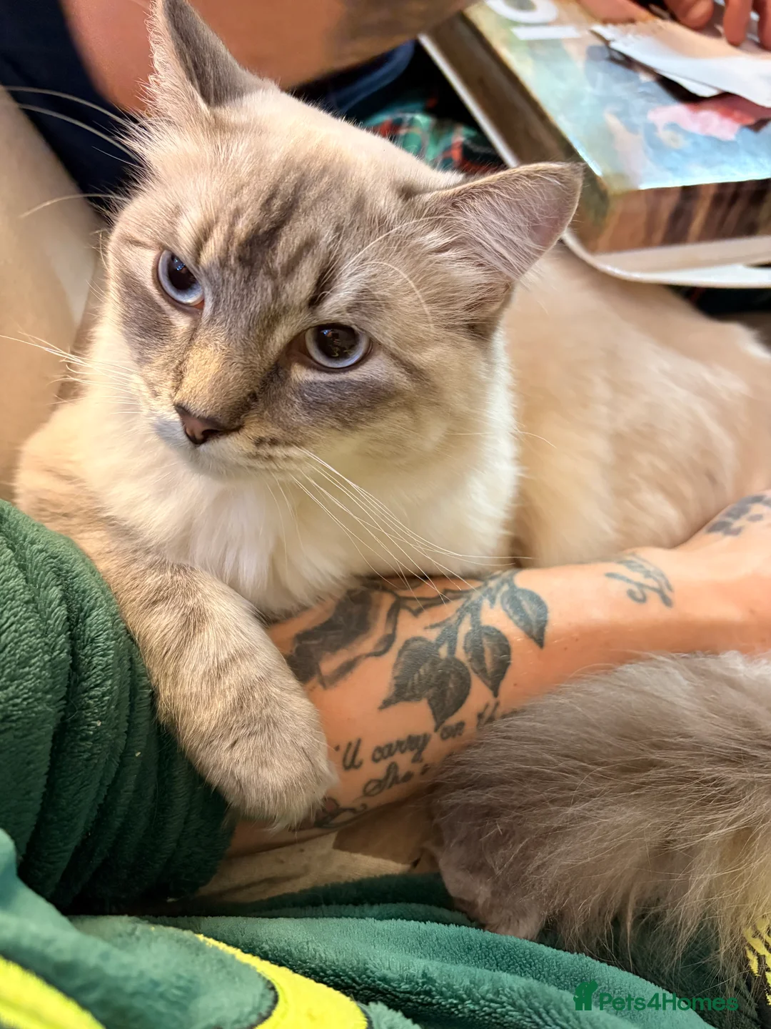 Ragdoll cats for sale: Re homing  in Stalybridge - Advert 2