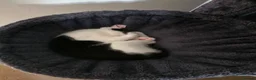 Maine Coon cats for sale: 2 kittens looking for a home - Advert 2