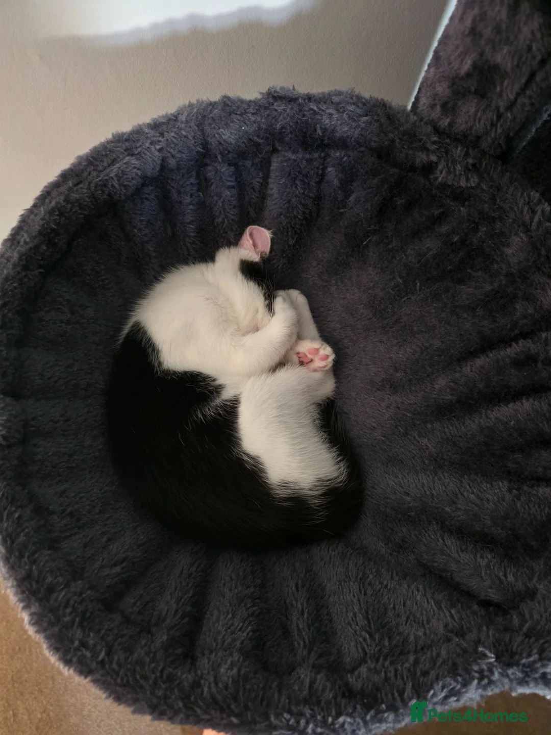 Maine Coon cats for sale: 2 kittens looking for a home - Advert 2