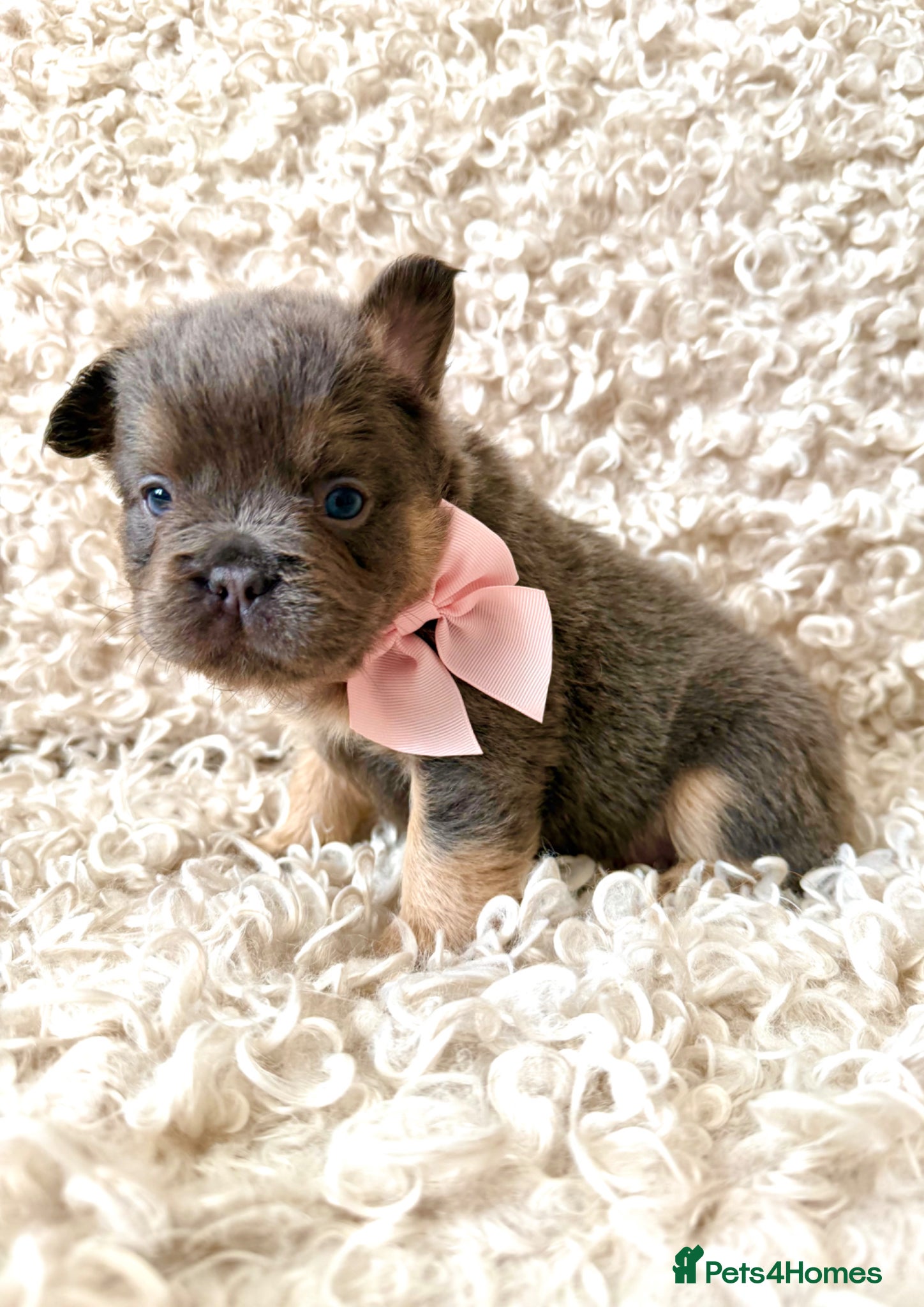French Bulldog dogs French bulldog puppies - Advert 2