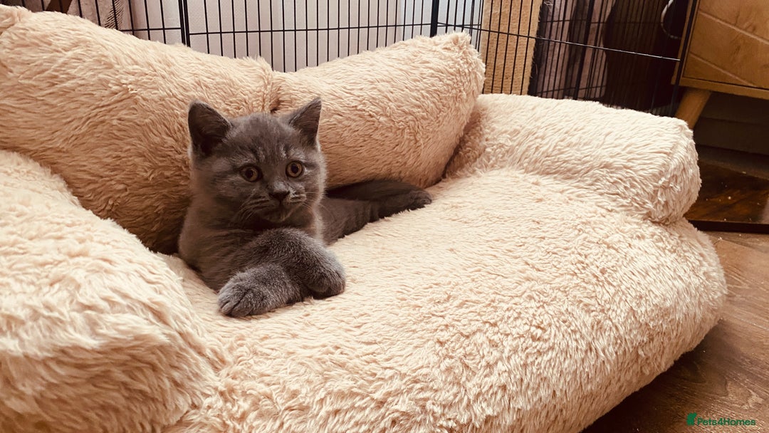 British Shorthair cats for sale: GCCF BRITISH SHORTHAIR KITTENS - Image 1