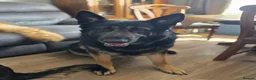 German Shepherd dogs for sale: Lovely litter of GSD puppies  - Advert 3
