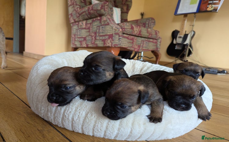 Border Terrier dogs - Advert 2