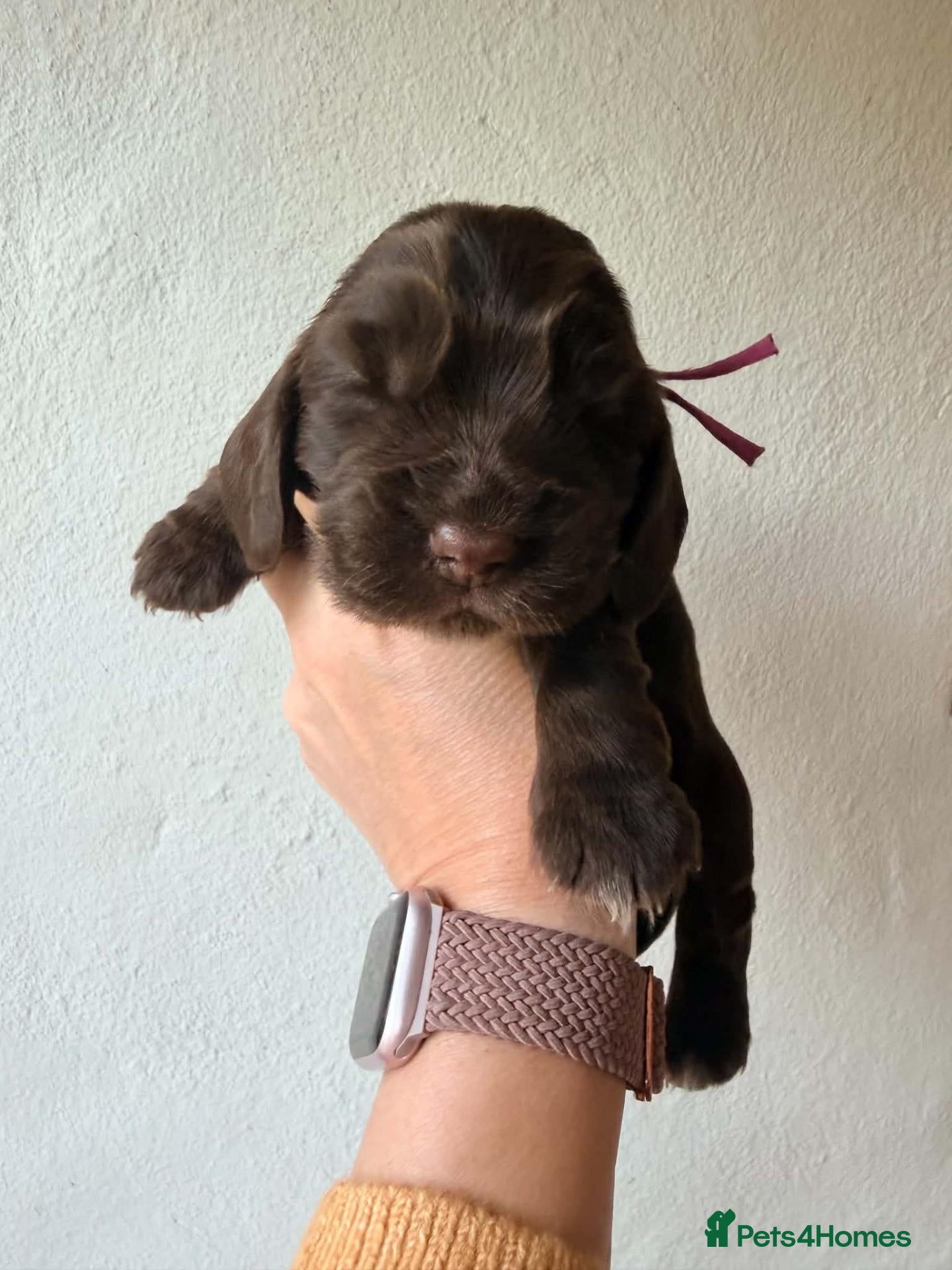 Cocker Spaniel dogs Show Type, KC Reg, health tested chocolate boy - Advert 2