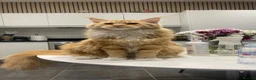 Maine Coon cats for sale: Beautiful Male Maine Coon – Luca - Advert 5