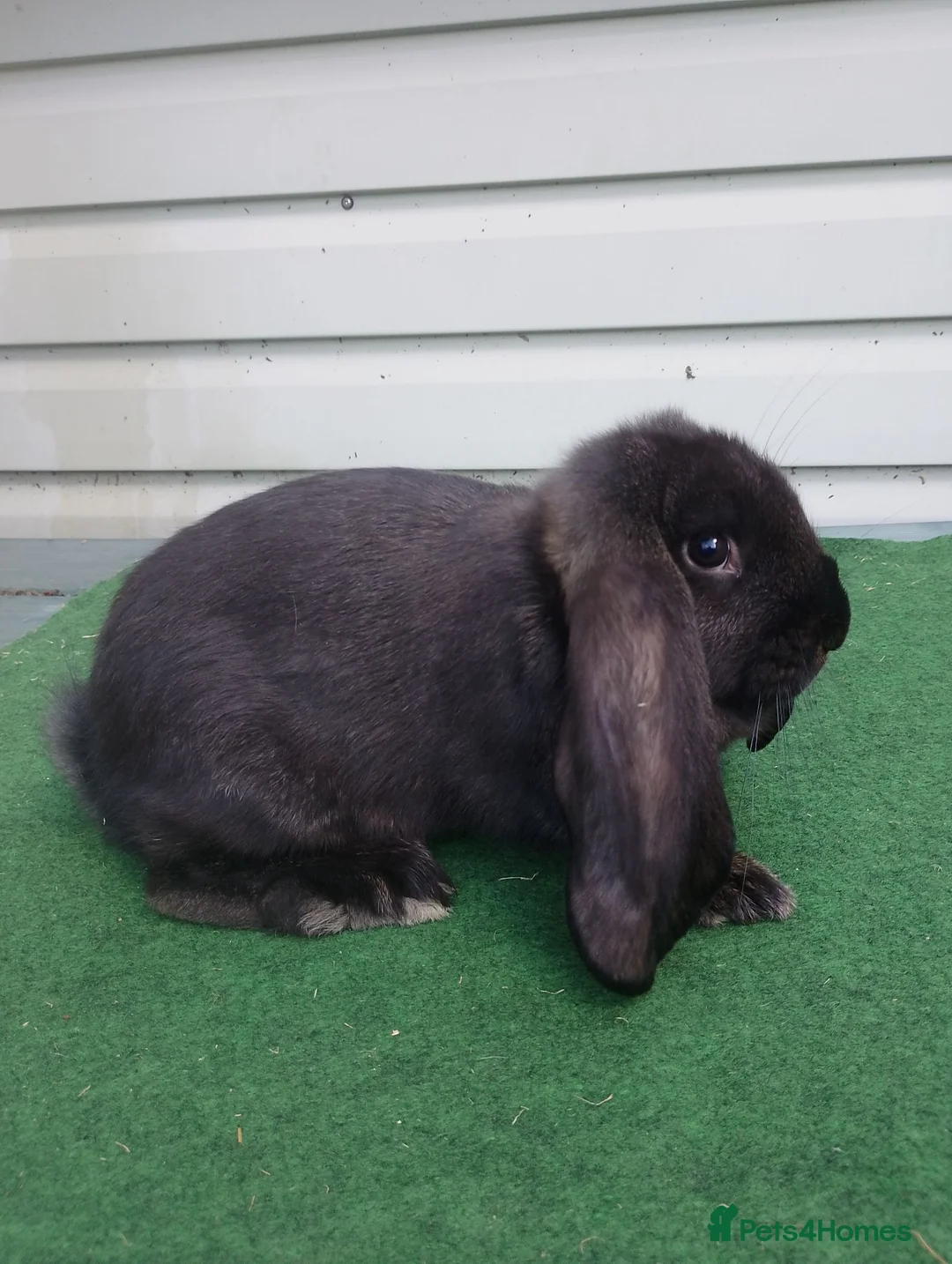 French Lop rabbits for sale: French Lop baby to reserve  - Advert 2