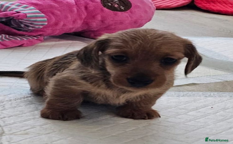 Miniature Dachshund dogs - Advert 3