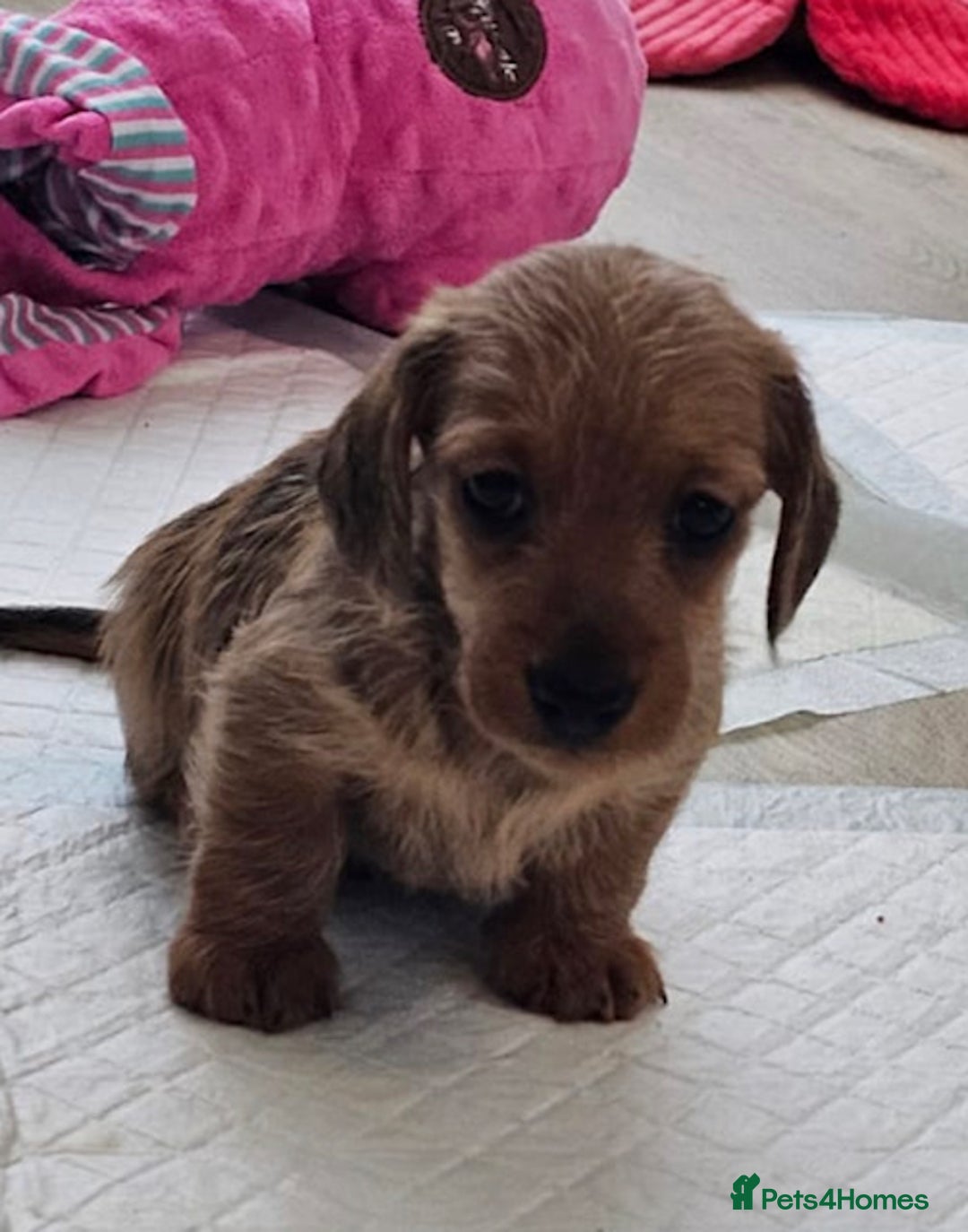 Miniature Dachshund dogs for sale: Mini wire haired dachsunds - Image 1