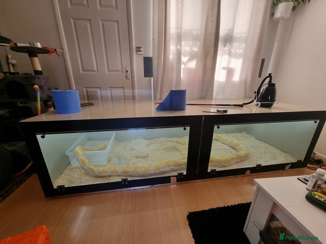 Python Snake reptiles for sale: Snake for sale - Image 10