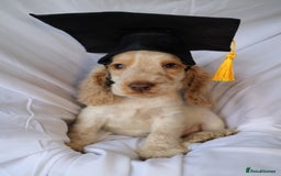 Cocker Spaniel dogs for sale: Championline Cocker Spaniel - Advert 4