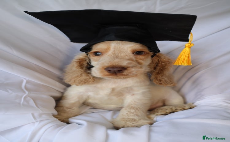 Cocker Spaniel dogs Championline Cocker Spaniel - Advert 1