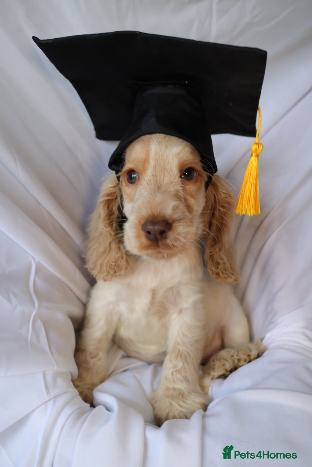 Cocker Spaniel dogs for sale: Championline Cocker Spaniel - Advert 4