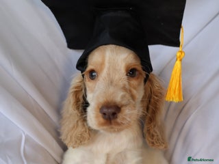 Cocker Spaniel dogs Championline Cocker Spaniel - Advert 10