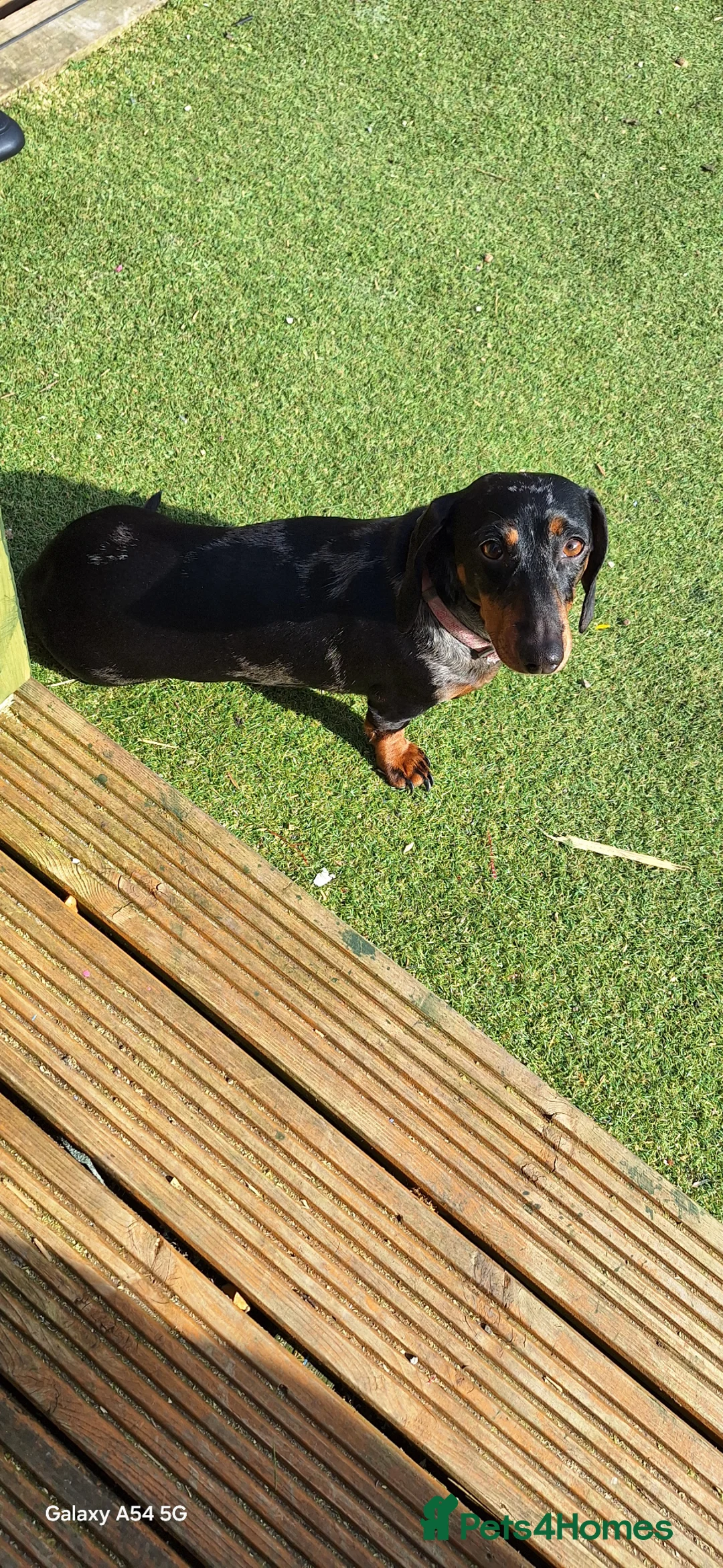 Dachshund dogs for sale: 1 boy and 1 girl to be homed together bonded pair  in Preston - Advert 1