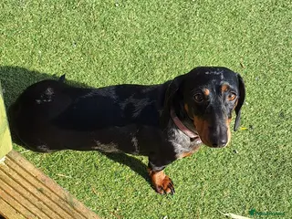 Dachshund dogs 1 boy and 1 girl to be homed together bonded pair - Advert 1